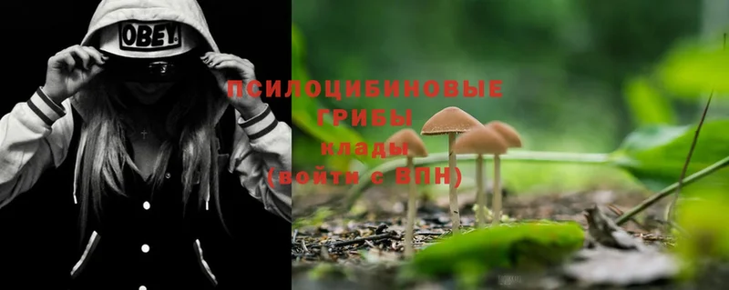 купить   Оханск  Галлюциногенные грибы MAGIC MUSHROOMS 